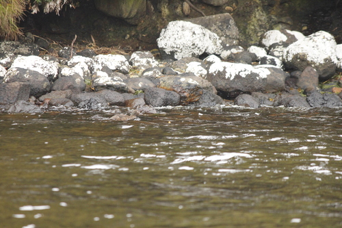Auckland Teal (Anas aucklandica)