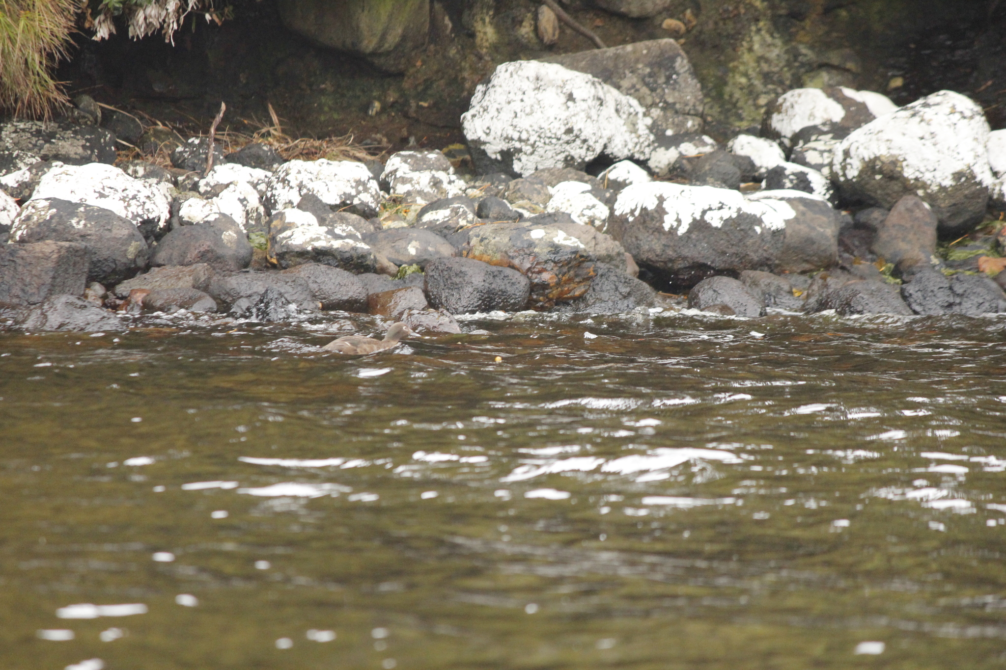 Auckland Teal (Anas aucklandica), photo 1