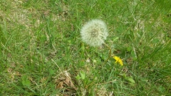 Taraxacum officinale