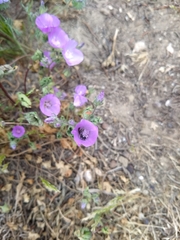 Eremalche parryi kernensis