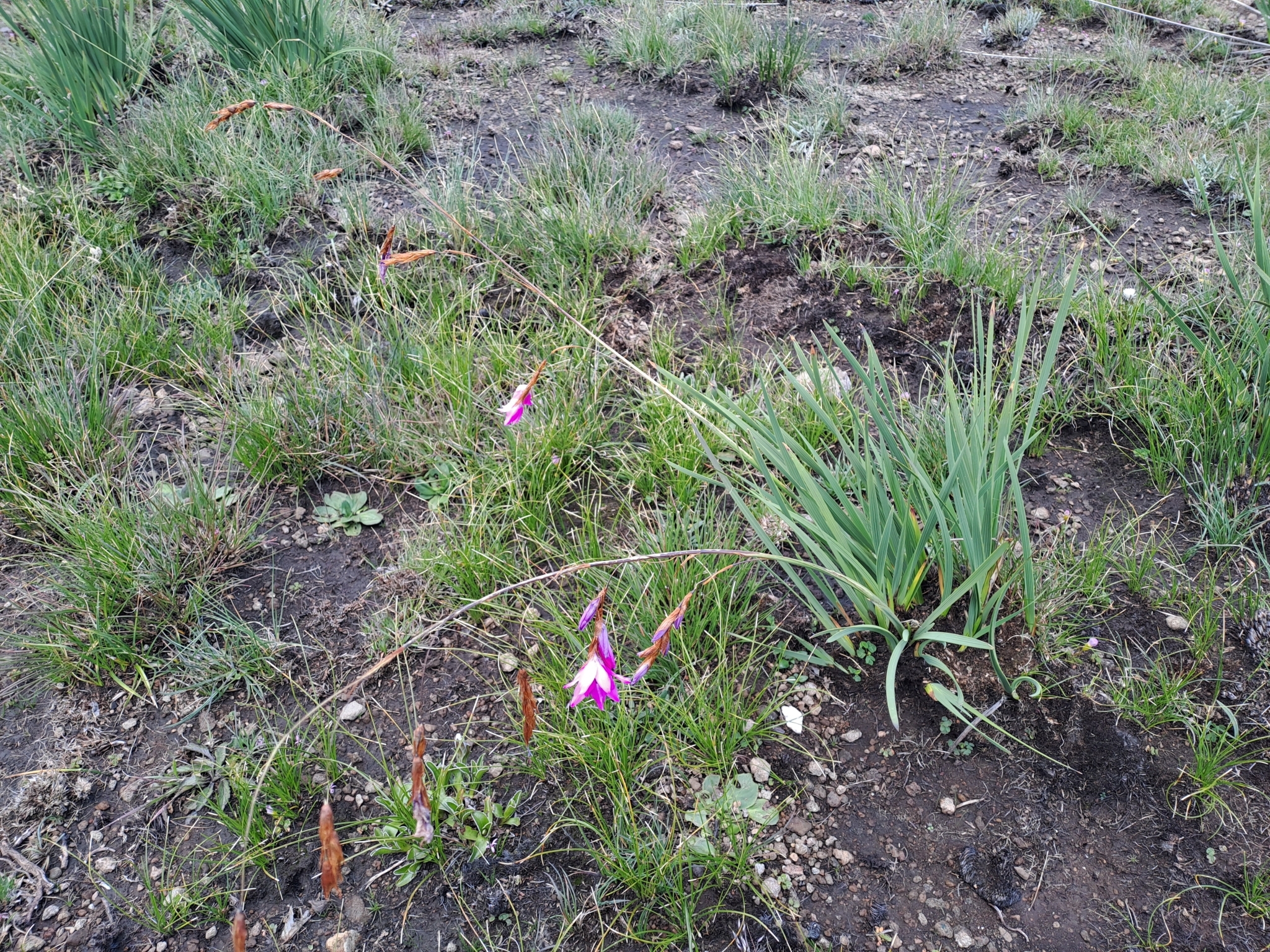 Imagem de Não há um nome popular amplamente reconhecido no Brasil para "Dierama dracomontanum"