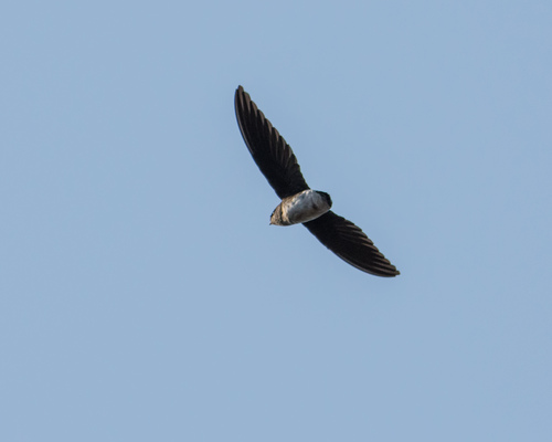 iNaturalist image