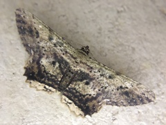 Ruttellerona pseudocessaria