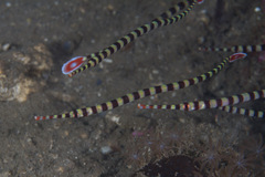 Dunckerocampus dactyliophorus