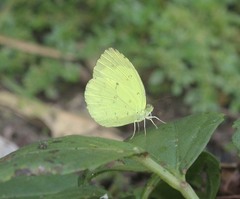 Eurema novapallida