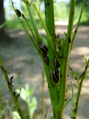 Calligrapha bidenticola