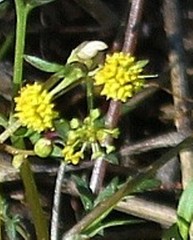 Sanicula tuberosa