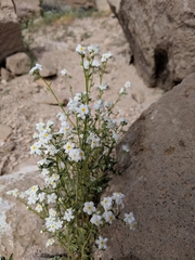 Cryptantha utahensis