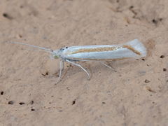 Ypsolopha cockerella