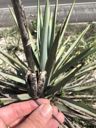 Yucca pallida