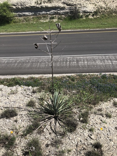 Yucca pallida