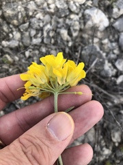Physaria engelmannii