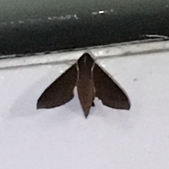 Theretra pallicosta