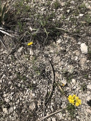 Physaria engelmannii