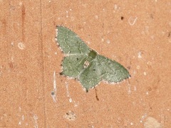 Chloropteryx nordicaria