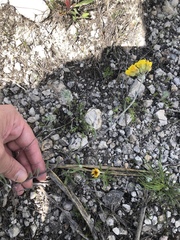 Physaria engelmannii