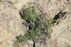 Forestiera phillyreoides