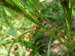 Calligrapha bidenticola