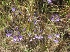 Triteleia laxa