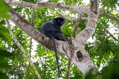 Black Colobus photo 5