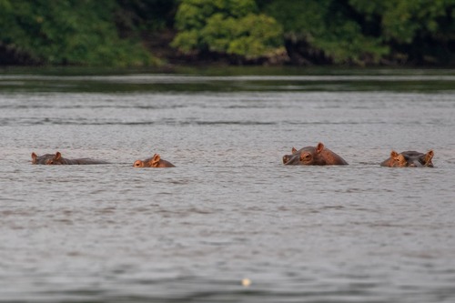 Common Hippopotamus