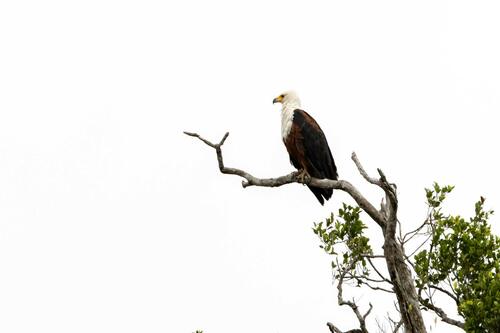 African Fish-Eagle