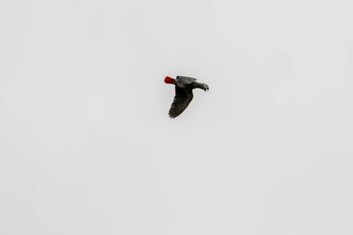 Gray Parrot