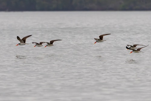African Skimmer