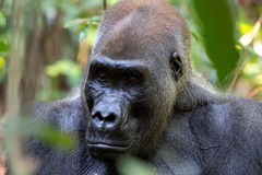 Western Gorilla photo 4