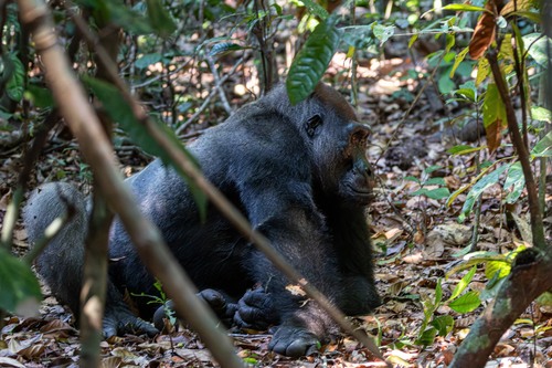 Western Gorilla, photo 4 of 9
