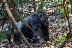 Western Gorilla photo 3