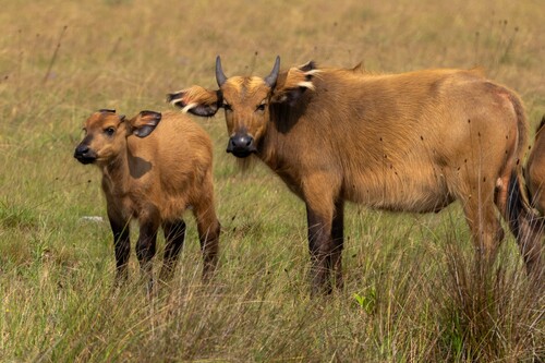 African Buffalo