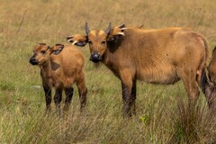 African Buffalo photo 3