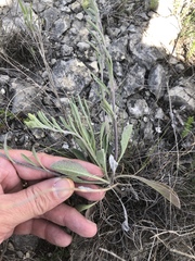 Physaria engelmannii