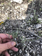 Physaria engelmannii