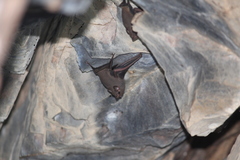 Balantiopteryx plicata