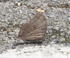 Amathuxidia amythaon