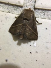 Quasithosea obliquistriga