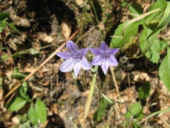 Triteleia laxa