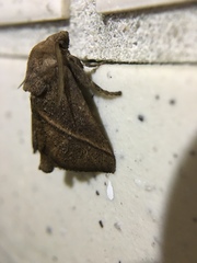 Quasithosea obliquistriga