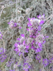 Dalea pulchra