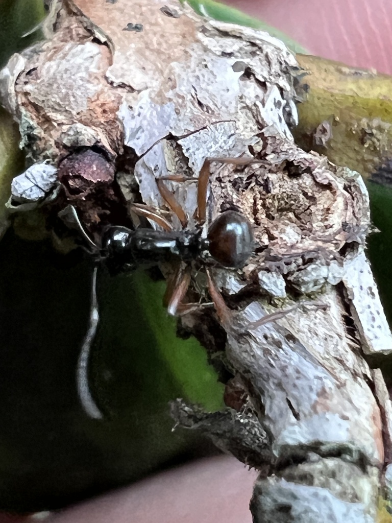 Dome-backed Spiny Ants from Eacham Rd, Yungaburra, QLD, AU on January ...