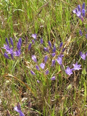 Triteleia laxa