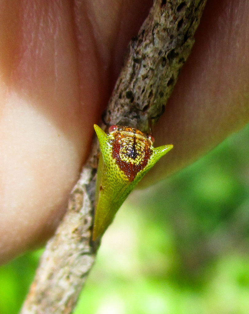 Alchisme frontomaculatus