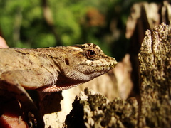 Anolis unilobatus