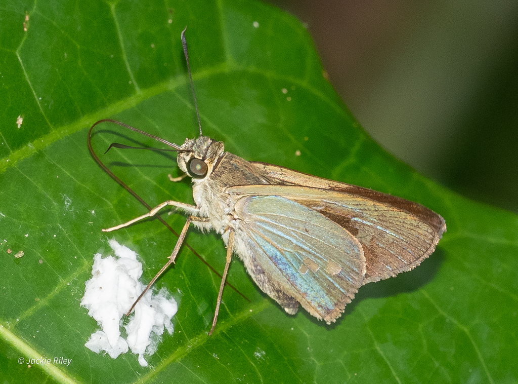 Calpodes from ARCC, Lago Soledad, Tambopata, Peru on September 5, 2023 ...