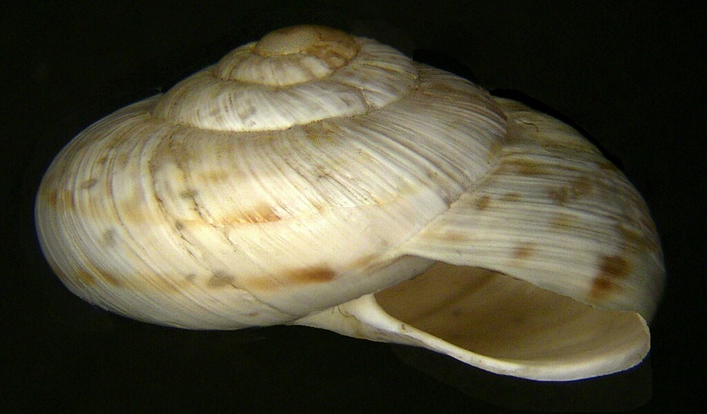 Marmorana signata