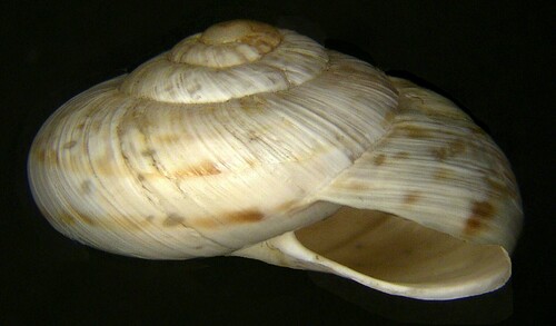 Marmorana signata
