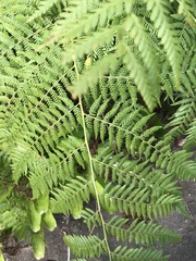 Calochlaena