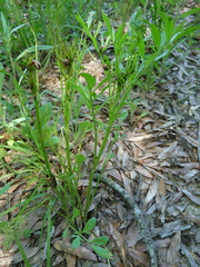 Calligrapha bidenticola